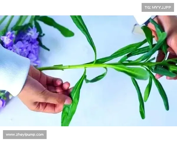 全面指南教你轻松获取葡萄牙各大足球俱乐部名称查询方法解析全景